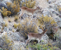 La reserva de la biosfera de Ordesa-Viñamala reforzará la presencia de la cabra montés